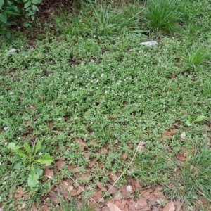 Phyla canescens at Lyneham, ACT - 10 Feb 2021