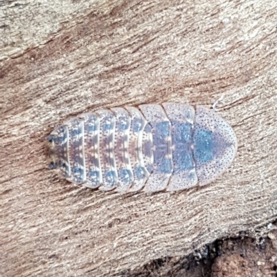 Laxta sp. (genus) (Bark cockroach) at Sullivans Creek, Lyneham South - 9 Feb 2021 by trevorpreston