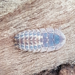 Laxta sp. (genus) at Lyneham, ACT - 10 Feb 2021