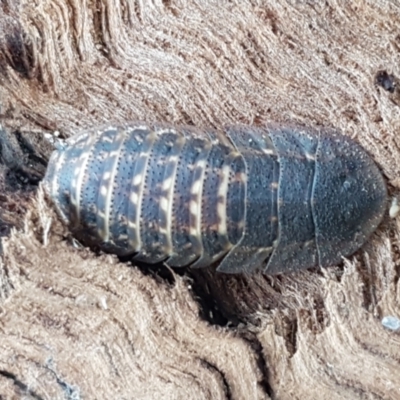 Laxta sp. (genus) (Bark cockroach) at Lyneham, ACT - 9 Feb 2021 by trevorpreston