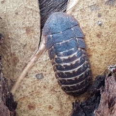 Laxta sp. (genus) at Lyneham, ACT - 10 Feb 2021