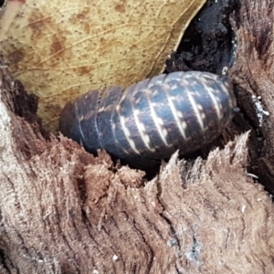 Laxta sp. (genus) at Lyneham, ACT - 10 Feb 2021