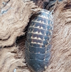 Laxta sp. (genus) at Lyneham, ACT - 10 Feb 2021