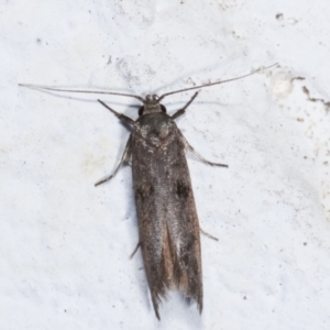 Oenochroa and Artiastis (genera) at Melba, ACT - 2 Feb 2021 11:32 PM