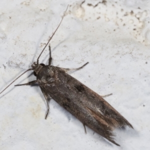 Oenochroa and Artiastis (genera) at Melba, ACT - 2 Feb 2021 11:32 PM