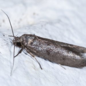 Oenochroa and Artiastis (genera) at Melba, ACT - 2 Feb 2021 11:32 PM