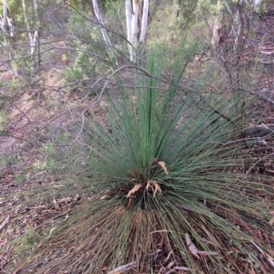 Xanthorrhoea glauca subsp. angustifolia (Grey Grass-tree) at Coree, ACT - 5 Feb 2021 by NickiTaws