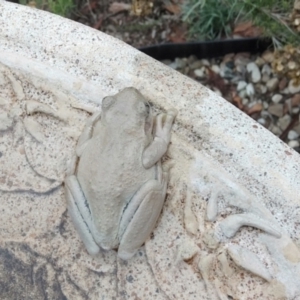 Litoria peronii at Aranda, ACT - 10 Feb 2021