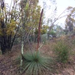 Xanthorrhoea glauca subsp. angustifolia (Grey Grass-tree) at Coree, ACT - 4 Feb 2021 by NickiTaws