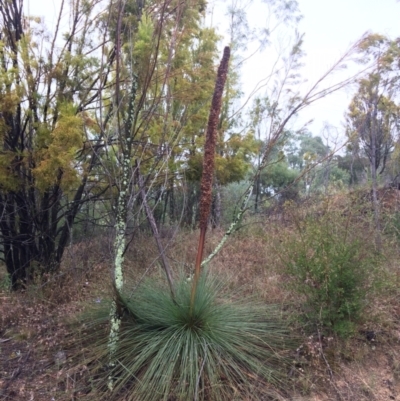 Xanthorrhoea glauca subsp. angustifolia (Grey Grass-tree) at Coree, ACT - 5 Feb 2021 by NickiTaws