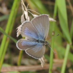 Zizina otis (Common Grass-Blue) at Conder, ACT - 29 Dec 2020 by MichaelBedingfield