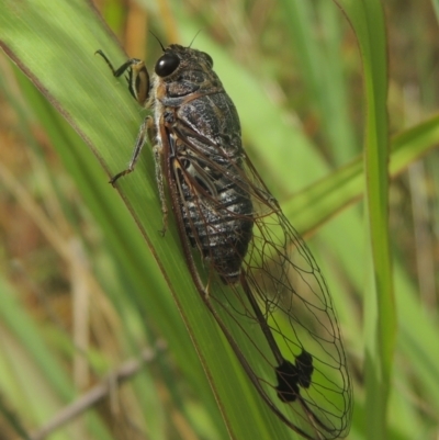 Galanga labeculata (Double-spotted cicada) at Conder, ACT - 29 Dec 2020 by MichaelBedingfield