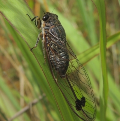 Galanga labeculata (Double-spotted cicada) at Pollinator-friendly garden Conder - 29 Dec 2020 by michaelb