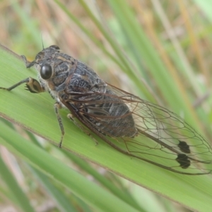 Galanga labeculata at Conder, ACT - 29 Dec 2020