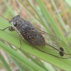 Galanga labeculata at Conder, ACT - 29 Dec 2020