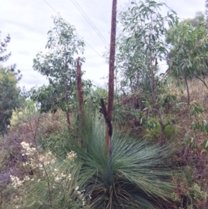 Xanthorrhoea glauca subsp. angustifolia at Coree, ACT - 5 Feb 2021