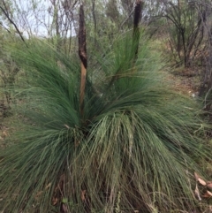 Xanthorrhoea glauca subsp. angustifolia (Grey Grass-tree) at Lower Cotter Catchment - 4 Feb 2021 by NickiTaws