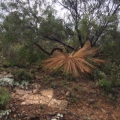Xanthorrhoea glauca subsp. angustifolia (Grey Grass-tree) at Cotter Reservoir - 4 Feb 2021 by NickiTaws