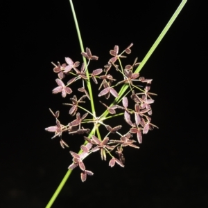 Cyperus concinnus at Gordon, ACT - 30 Dec 2020