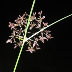 Cyperus concinnus at Gordon, ACT - 30 Dec 2020