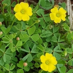 Oxalis sp. (Wood Sorrel) at Mount Majura - 8 Feb 2021 by MAX