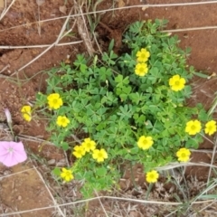 Oxalis sp. at Watson, ACT - 8 Feb 2021