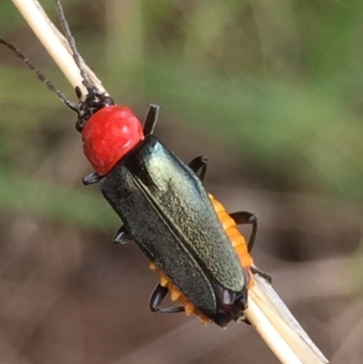 Chauliognathus tricolor (Tricolor soldier beetle) at Aranda, ACT - 10 Feb 2021 by Jubeyjubes
