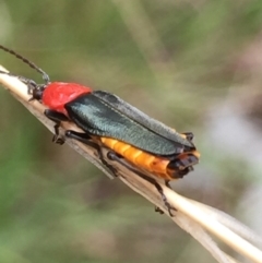 Chauliognathus tricolor at Aranda, ACT - 10 Feb 2021