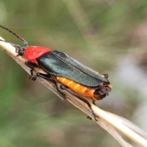 Chauliognathus tricolor at Aranda, ACT - 10 Feb 2021