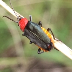 Chauliognathus tricolor at Aranda, ACT - 10 Feb 2021 12:31 PM