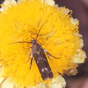 Eretmocera (genus) (Scythrididae family) at Aranda, ACT - 10 Feb 2021