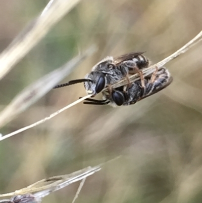 Lasioglossum (Chilalictus) sp. (genus & subgenus) (Halictid bee) at Aranda, ACT - 10 Feb 2021 by Jubeyjubes