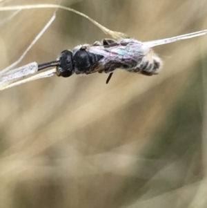 Lasioglossum (Chilalictus) sp. (genus & subgenus) at Aranda, ACT - 10 Feb 2021