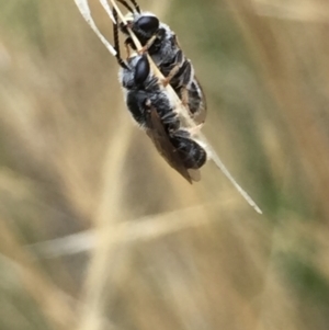 Lasioglossum (Chilalictus) sp. (genus & subgenus) at Aranda, ACT - 10 Feb 2021