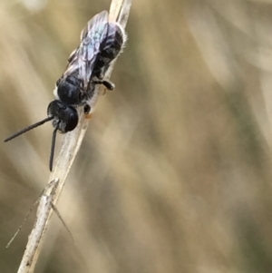 Lasioglossum (Chilalictus) sp. (genus & subgenus) at Aranda, ACT - 10 Feb 2021