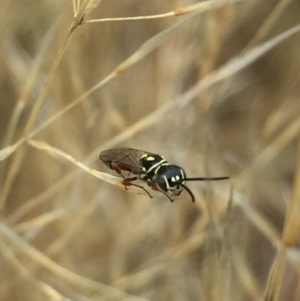 Tiphiidae (family) at Aranda, ACT - 10 Feb 2021