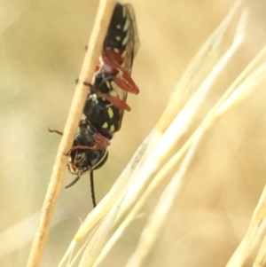 Tiphiidae (family) at Aranda, ACT - 10 Feb 2021 12:20 PM