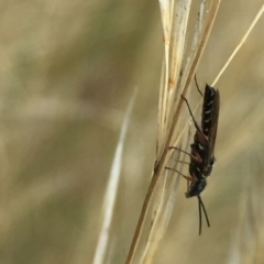 Tiphiidae sp. (family) at Aranda, ACT - 10 Feb 2021