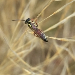 Tiphiidae sp. (family) at Aranda, ACT - 10 Feb 2021