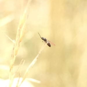 Formicidae (family) at Aranda, ACT - 10 Feb 2021