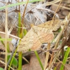 Scopula rubraria (Reddish Wave, Plantain Moth) at Watson, ACT - 10 Feb 2021 by trevorpreston