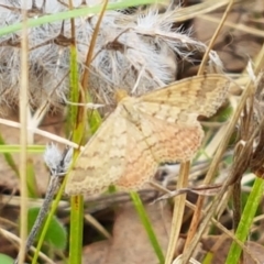 Scopula rubraria (Plantain Moth) at Watson Woodlands - 10 Feb 2021 by tpreston
