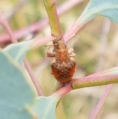 Gonipterus sp. (genus) (Eucalyptus Weevil) at Watson, ACT - 10 Feb 2021 by tpreston