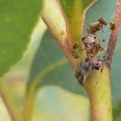 Cryptachaea gigantipes (White porch spider) at Watson, ACT - 10 Feb 2021 by trevorpreston