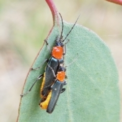 Chauliognathus tricolor (Tricolor soldier beetle) at Watson, ACT - 10 Feb 2021 by trevorpreston