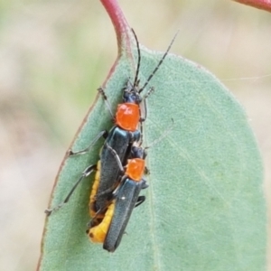 Chauliognathus tricolor at Watson, ACT - 10 Feb 2021 02:24 PM