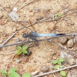 Orthetrum caledonicum at Watson, ACT - 10 Feb 2021