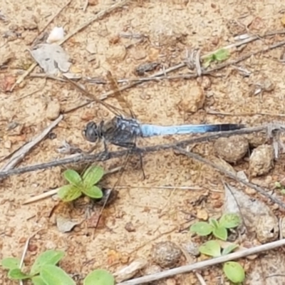 Orthetrum caledonicum (Blue Skimmer) at Watson, ACT - 10 Feb 2021 by tpreston