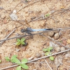 Orthetrum caledonicum at Watson, ACT - 10 Feb 2021