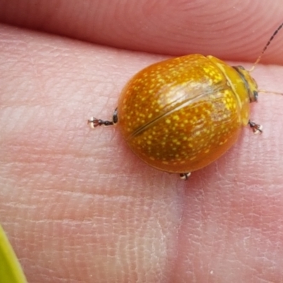 Paropsisterna cloelia (Eucalyptus variegated beetle) at Watson Woodlands - 10 Feb 2021 by tpreston